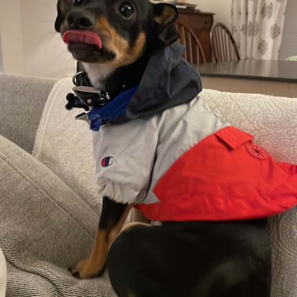 champion hoodie for dogs